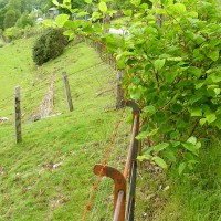 Japanese Knotweed